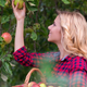 Illustration for article titled 6 Apple-Picking No-No’s To Avoid If You Don’t Want To End Up In The Punishment Orchard